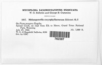 Melampsorella elatina image